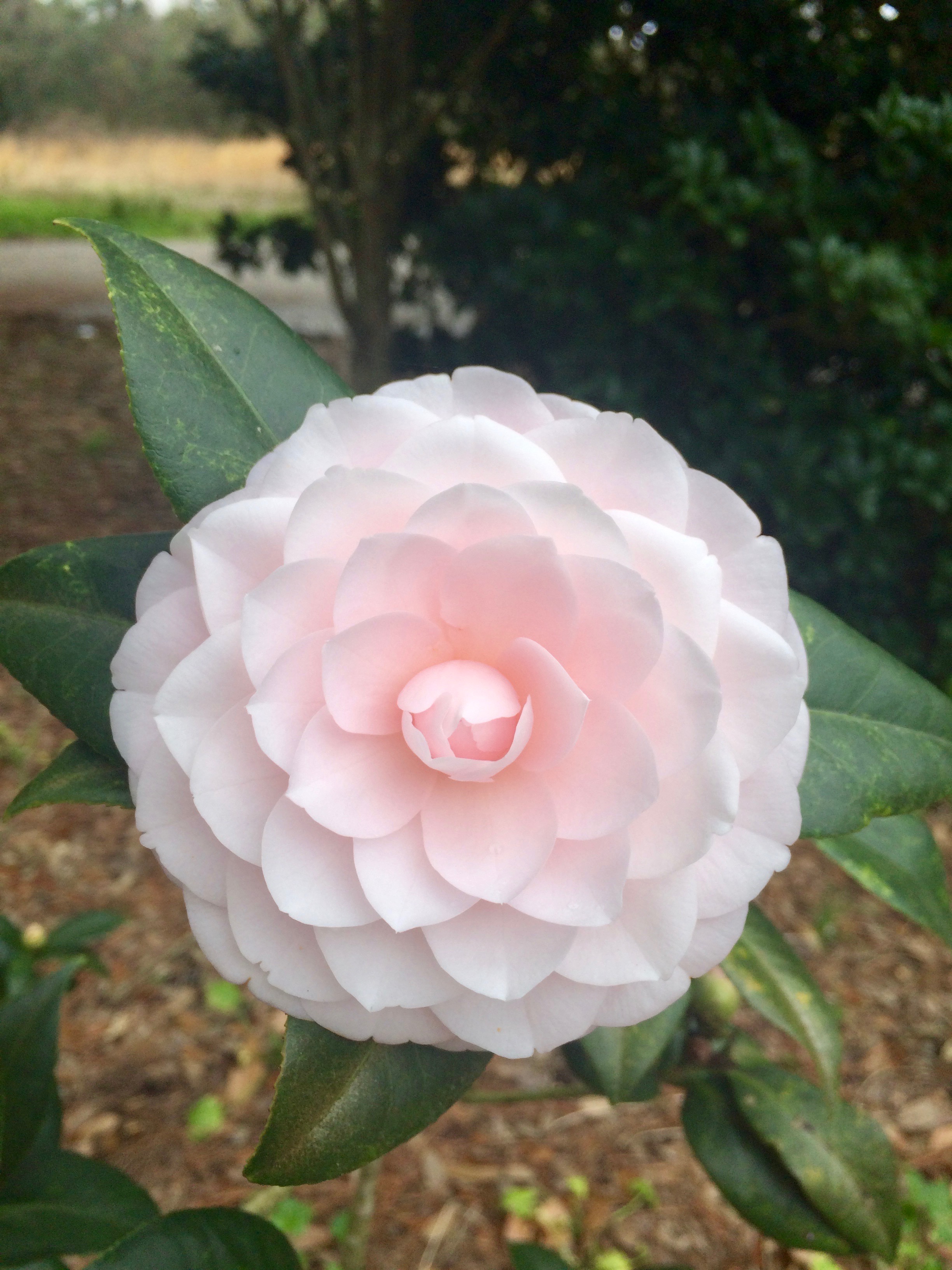 Camellias are wonderful for winter flowers 